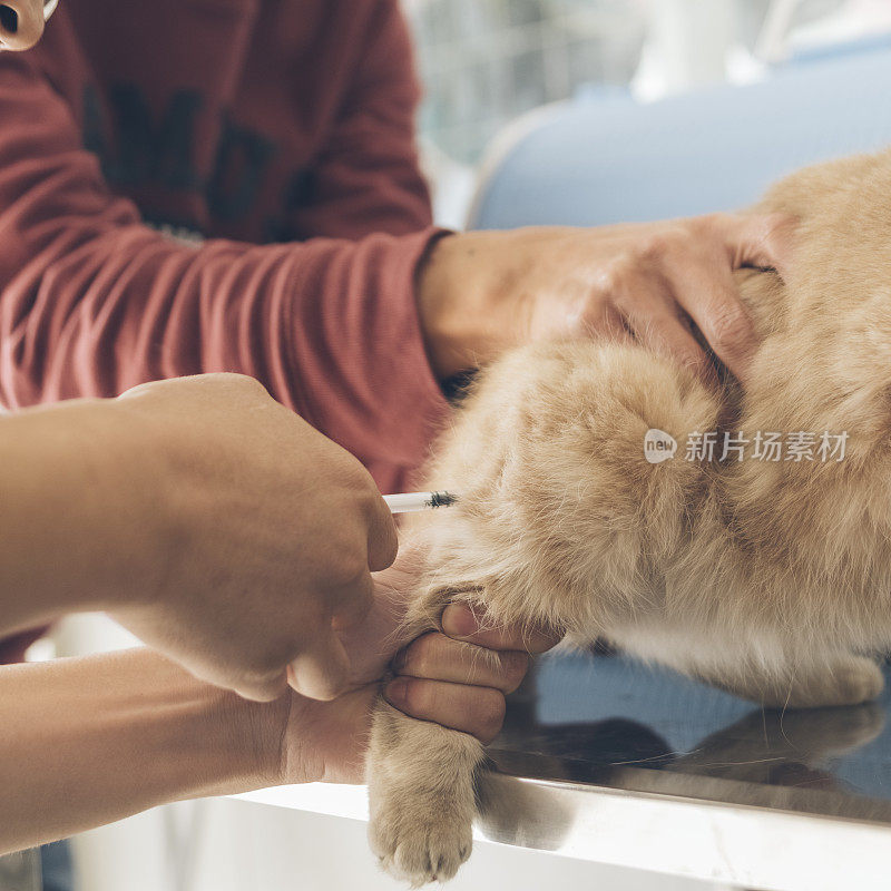 兽医正在给加菲猫注射疫苗