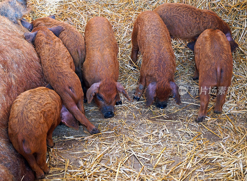 窝里的Mangalica小猪