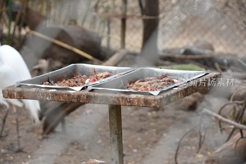 动物的食物