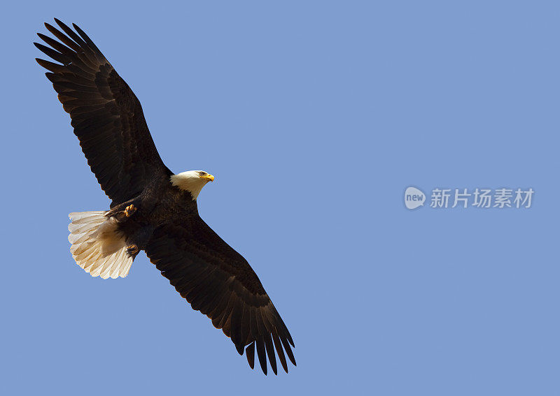 美国白头鹰在蓝天上自由飞翔，自由，领导力