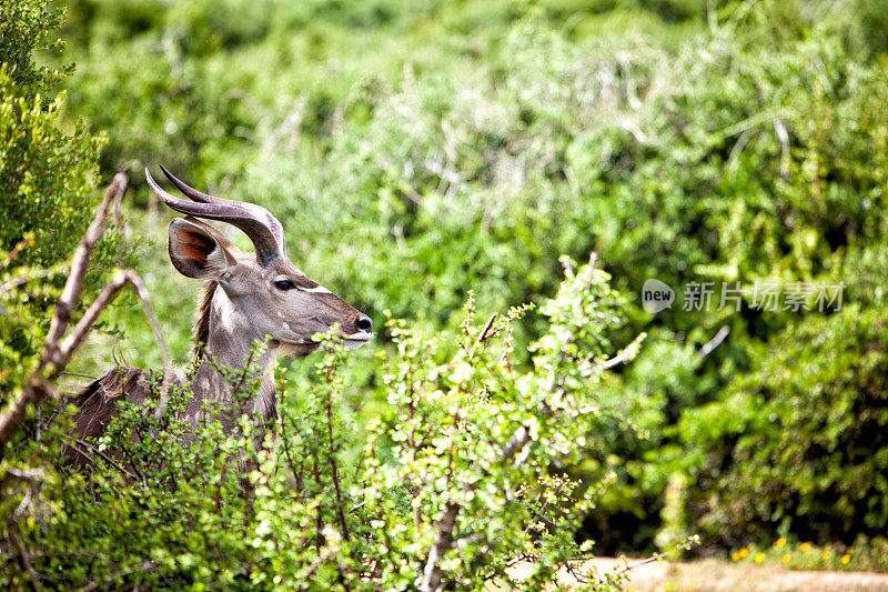 南非雄性羚羊