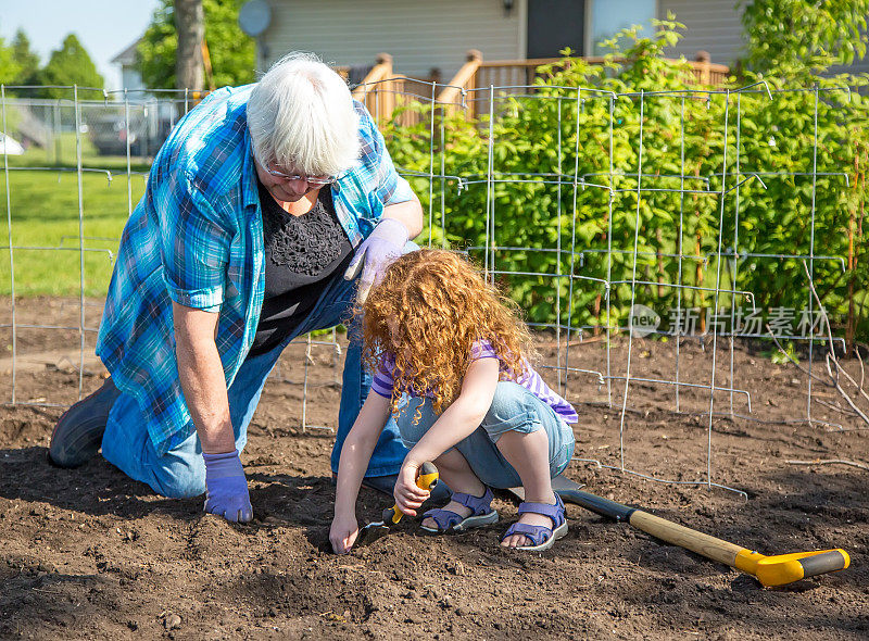 奶奶和小女孩在花园里种土豆