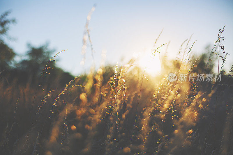 夕阳中的夏日草地