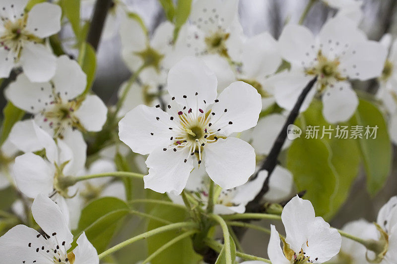 春天的樱花