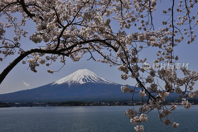 富士山和川口湖的樱花