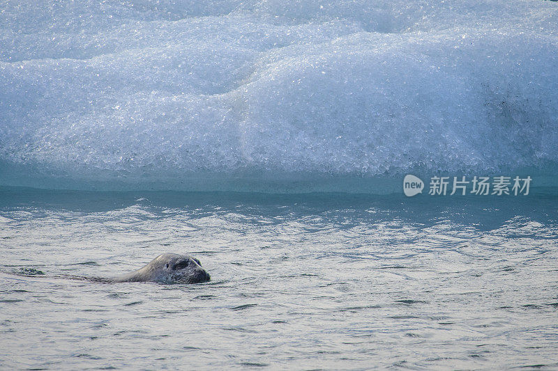 灰海豹在冰山之间游泳