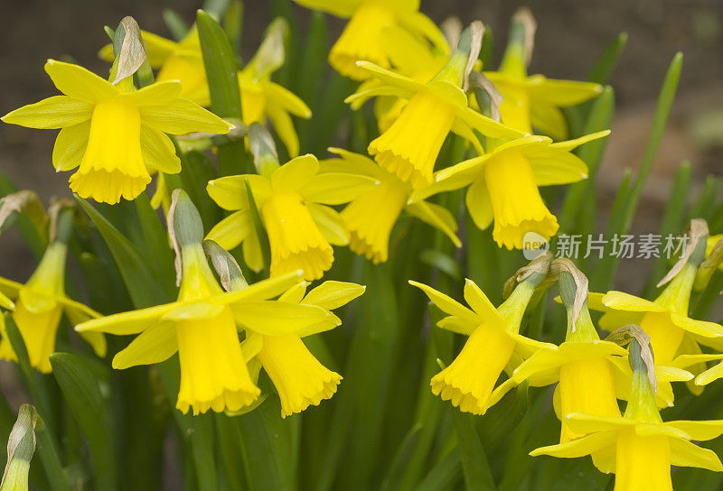 水仙花假名（文化）