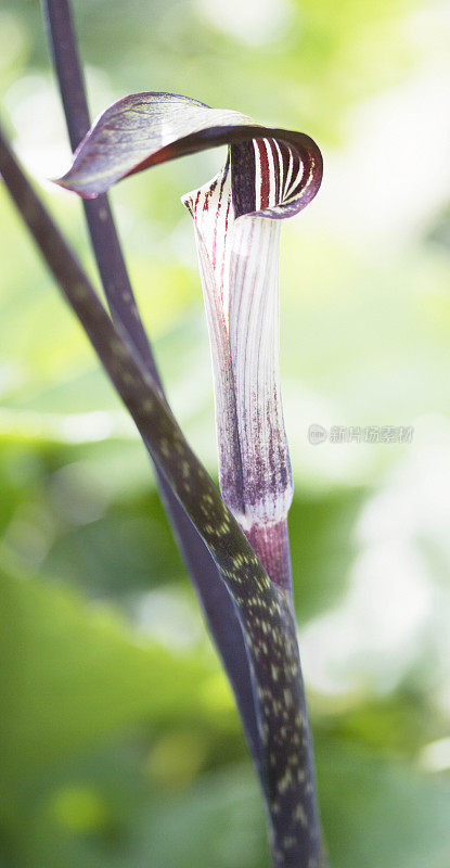 奇怪的植物