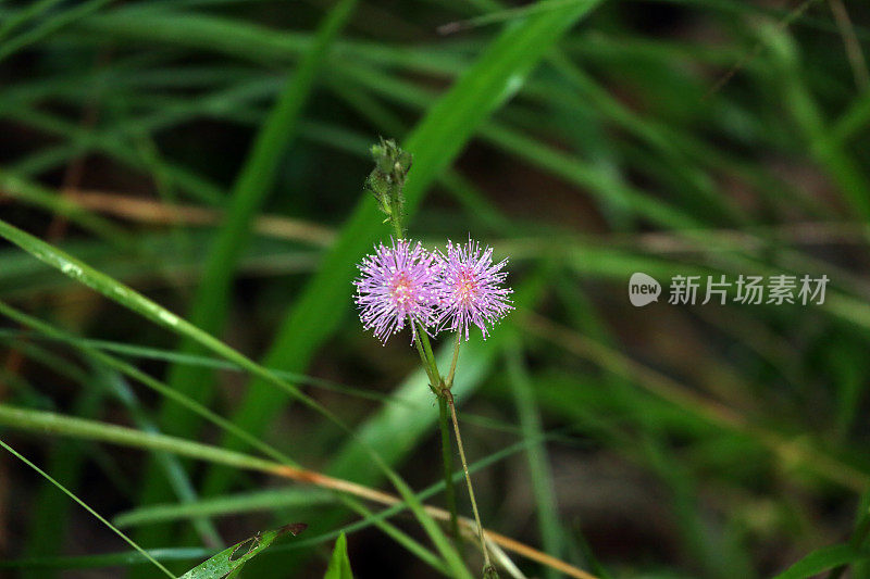 印度尼西亚:热带雨林里害羞的花朵公主