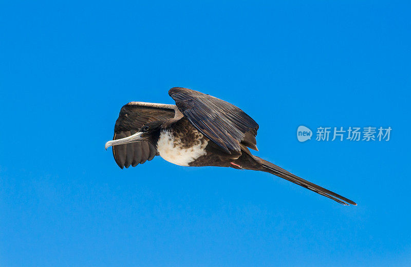 飞行的雌性华丽军舰鸟的特写