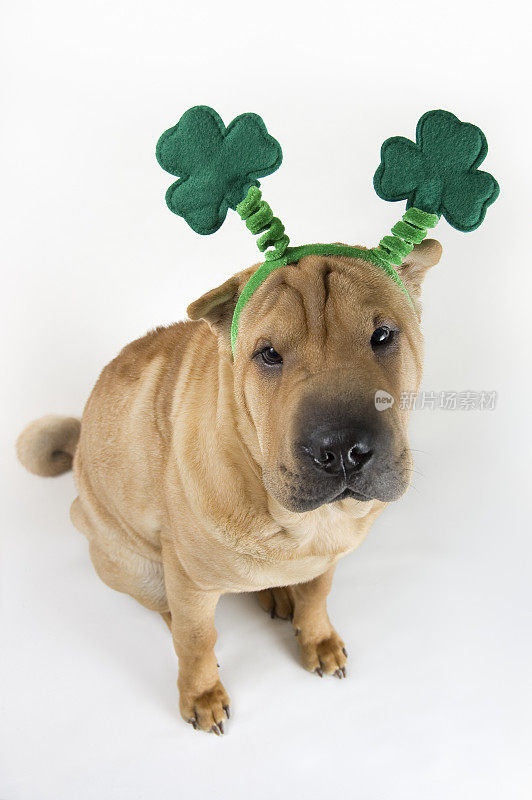 三叶草Shar-Pei