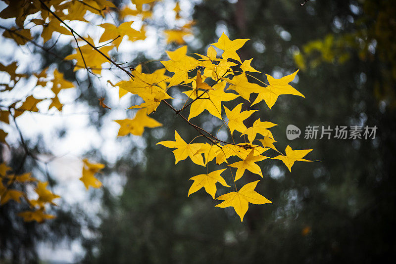 秋天,叶子,背景,