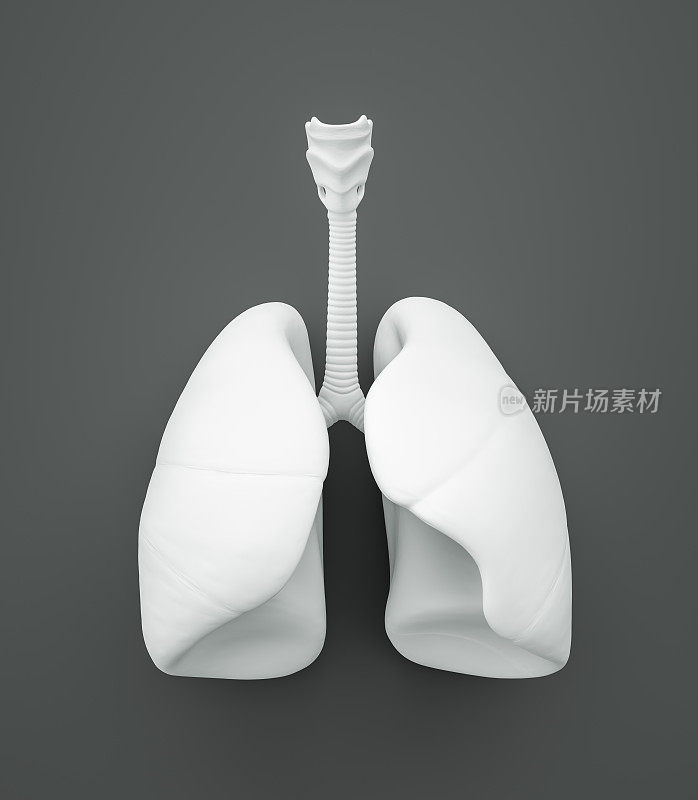 肺，灰色背景