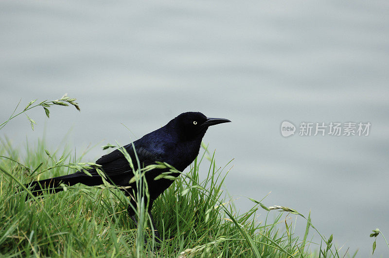 乌鸦