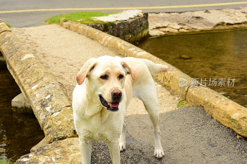 拉布拉多寻回犬