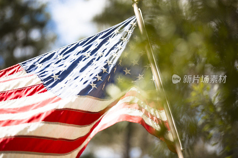 美国国旗在微风中飘扬。松树前景。阳光明媚的一天。