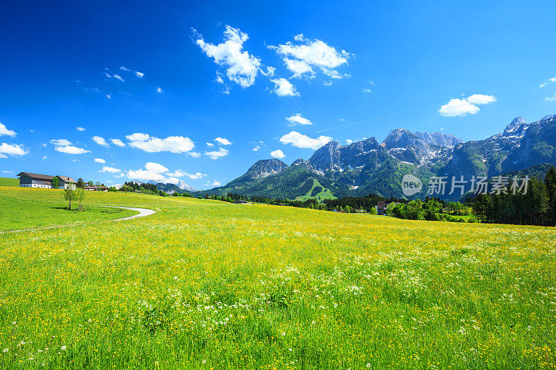 阿尔卑斯景观-绿色的田野，春天的草原，蓝天