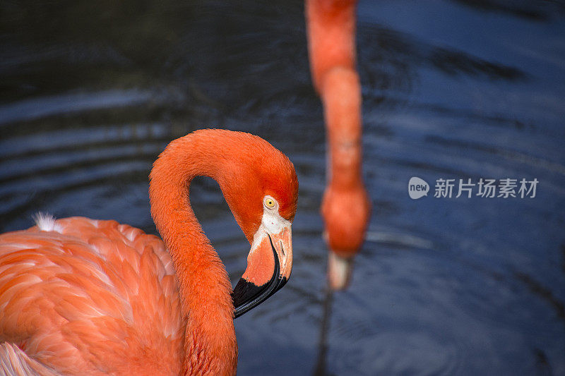 火烈鸟在水中