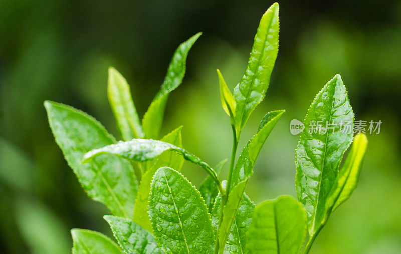 新鲜的茶叶