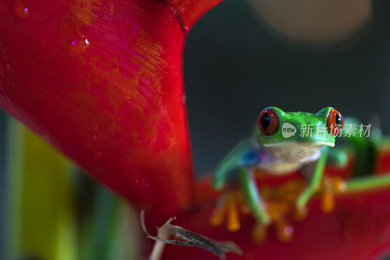 尼加拉瓜瓜图索斯生态中心附近的红眼树蛙