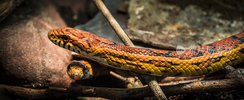 玉米蛇-野生动物的旗帜