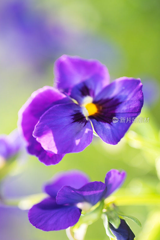 在早晨的阳光下，三位一体的紫色香草在花园里绽放