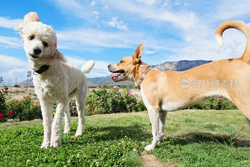 比特犬和贵宾犬