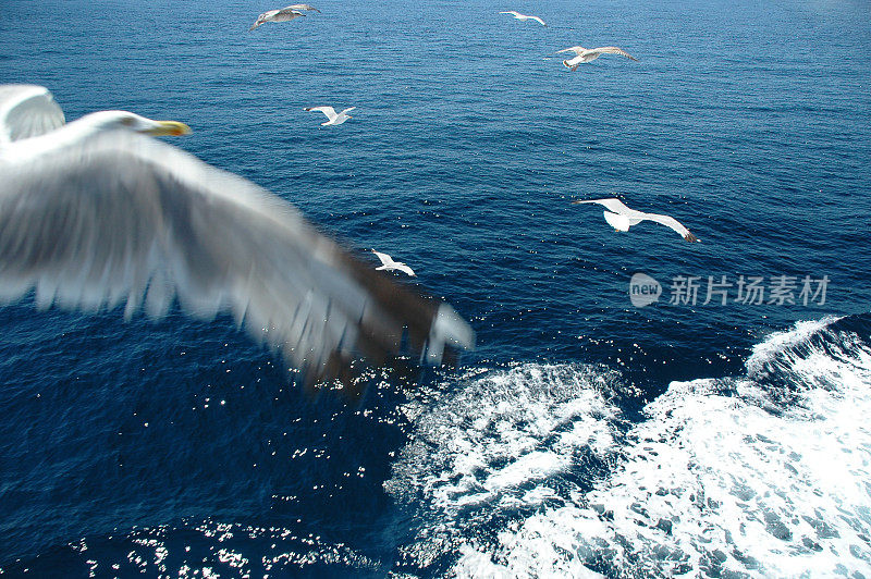 与海鸥飞翔