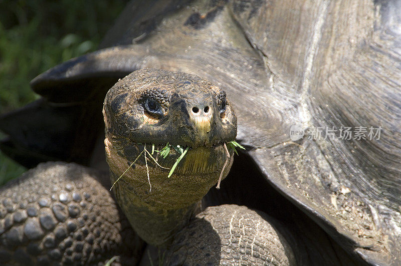 加拉帕戈斯群岛的巨龟