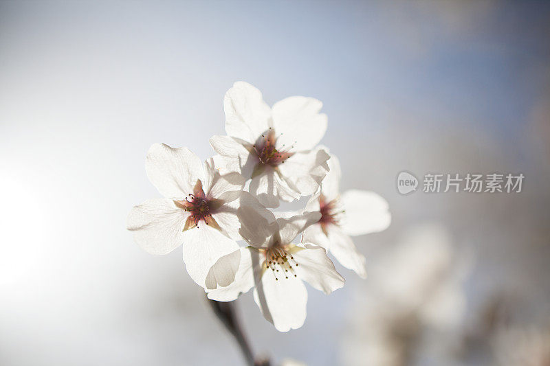 樱花花瓣透明