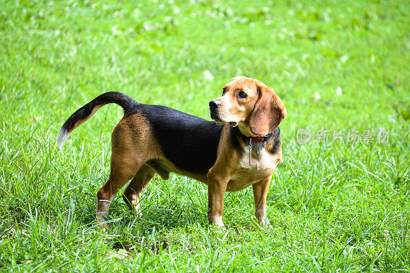 小猎犬号类型的狗