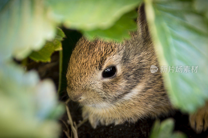 兔宝宝躲在xxl草莓树下