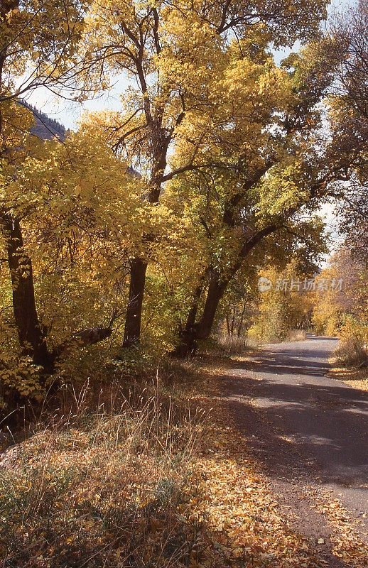 秋天的颜色沿着乡村道路在枫叶峡谷附近的梅普尔顿和普罗沃犹他州