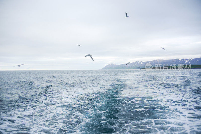 海鸥在大海