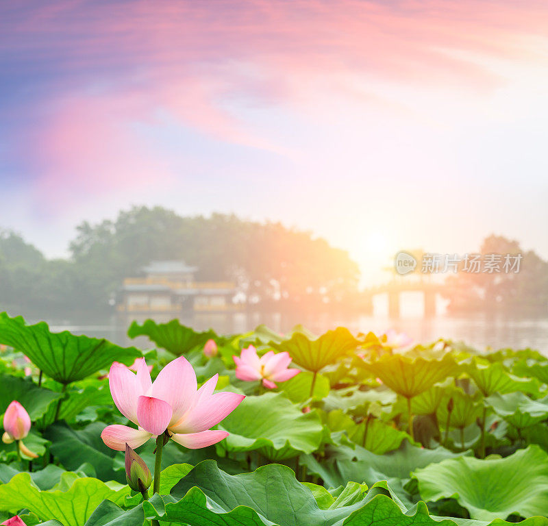 中国杭州西湖的美丽荷花