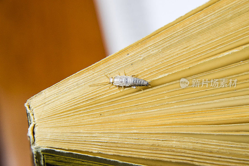 以纸蠹虫为食的昆虫。Silverfish在书的最后。