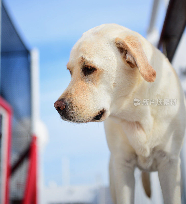 一条船上的拉布拉多寻回犬