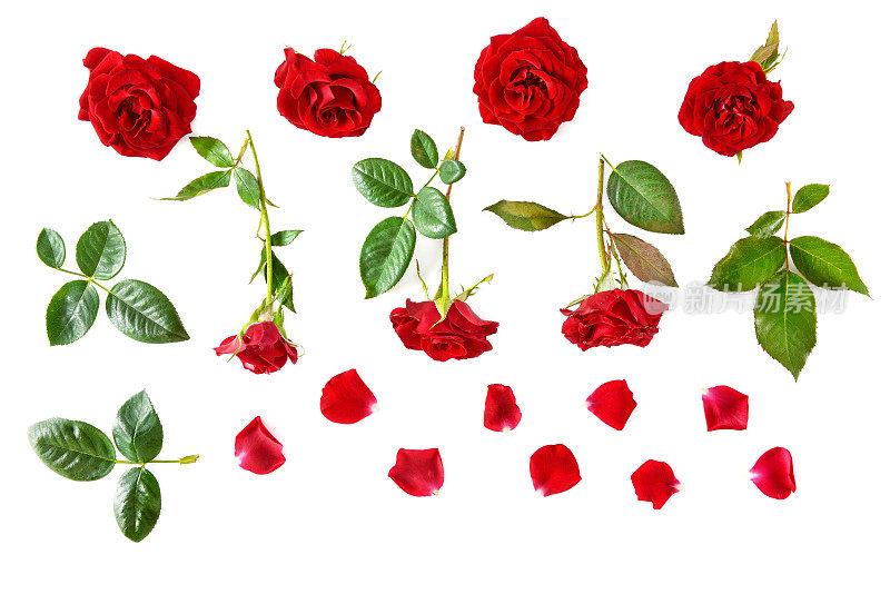 花组成。孤立在白色背景上的红玫瑰。平躺，俯视图。