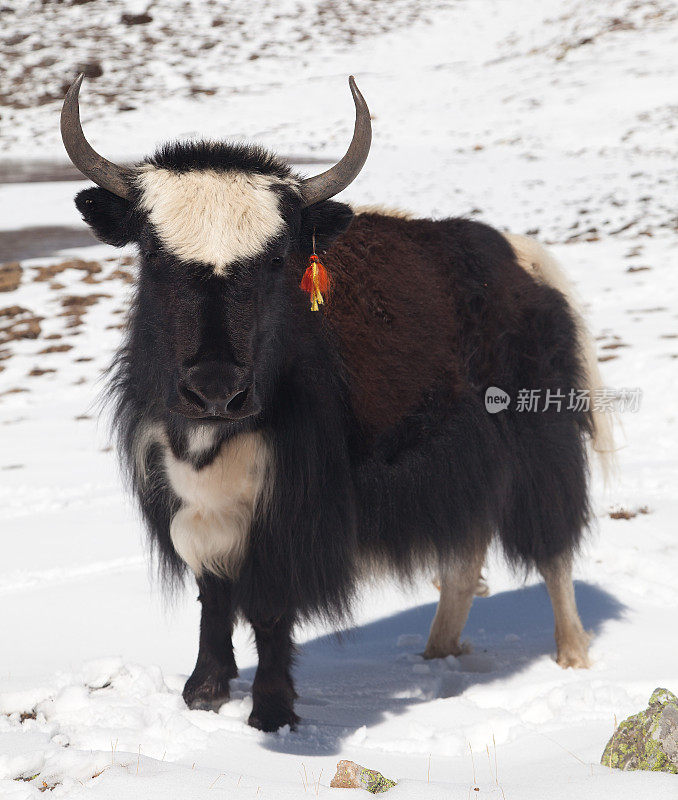 白雪背景上的黑白牦牛