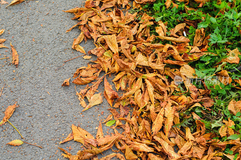俯视图秋天腐烂的栗子黄叶子和绿色的草在灰色的城市沥青路