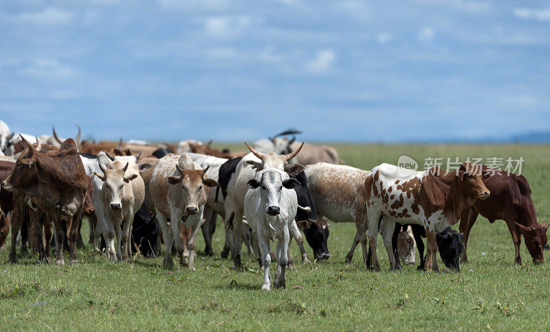 一群在非洲肯尼亚马赛马拉平原上吃草的非洲牛
