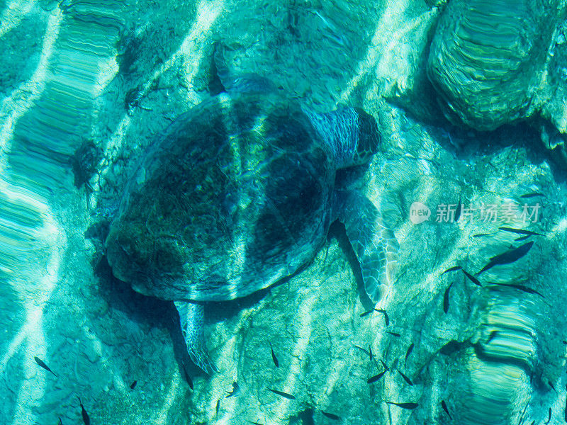 海底的海龟
