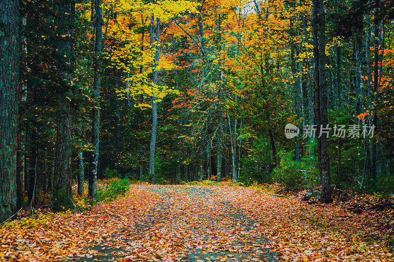 神秘的小路和充满活力的秋色