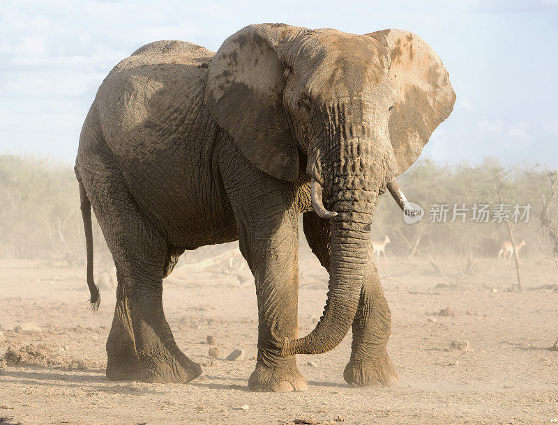 肯尼亚安博塞利，塞恩凯保护区的大象