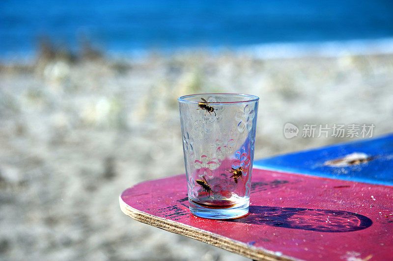 海滩上杯子里的黄蜂