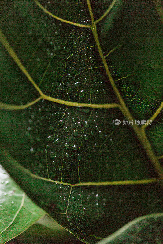 小提琴树叶无花果树叶与水滴