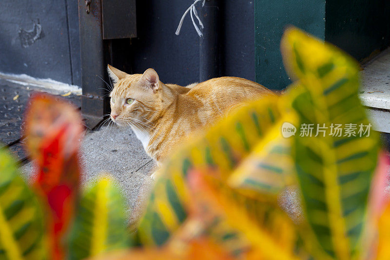 印度橡胶树叶子后面的猫