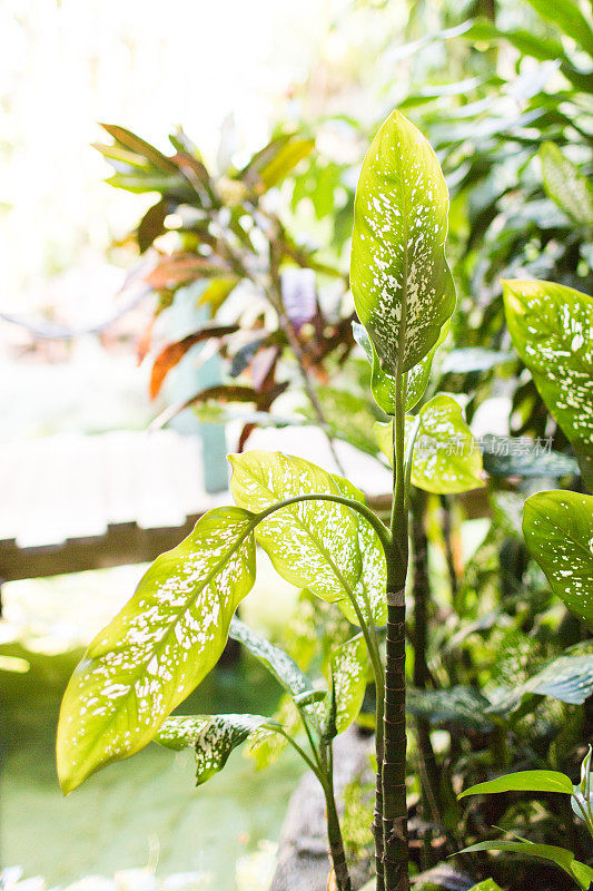 中国常绿植物