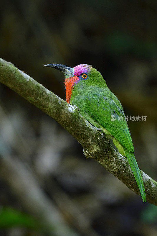 红须食蜂鸟的雄性，长有红胡子和粉红色前额的美丽的绿色鸟，栖息在树枝上，等待他的一对在巢里孵蛋