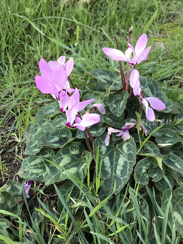 仙客来粉红色的花